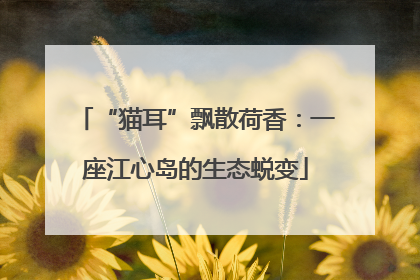 “猫耳”飘散荷香：一座江心岛的生态蜕变