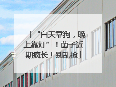 “白天靠狗，晚上靠灯”！菌子近期疯长！别乱捡
