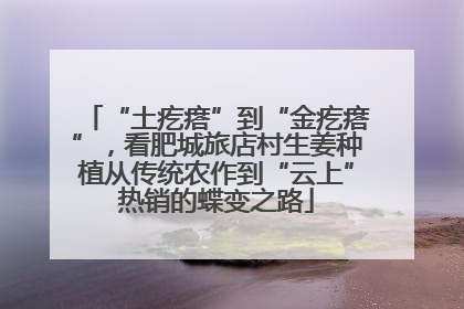 “土疙瘩”到“金疙瘩”，看肥城旅店村生姜种植从传统农作到“云上”热销的蝶变之路