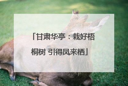 甘肃华亭：栽好梧桐树 引得凤来栖