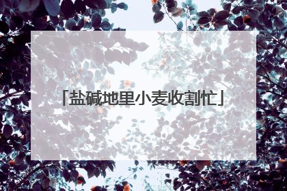 盐碱地里小麦收割忙