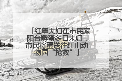 红隼夫妇在市民家阳台孵蛋多日未归，市民将蛋送往红山动物园“抢救”