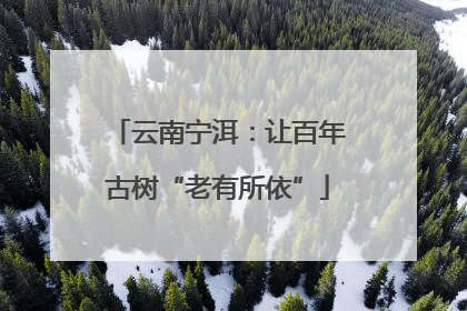 云南宁洱：让百年古树“老有所依”