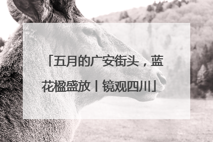 五月的广安街头，蓝花楹盛放丨镜观四川