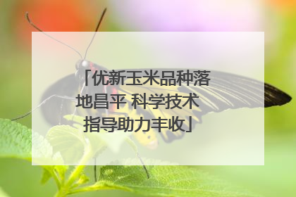 优新玉米品种落地昌平 科学技术指导助力丰收