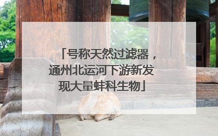 号称天然过滤器，通州北运河下游新发现大量蚌科生物