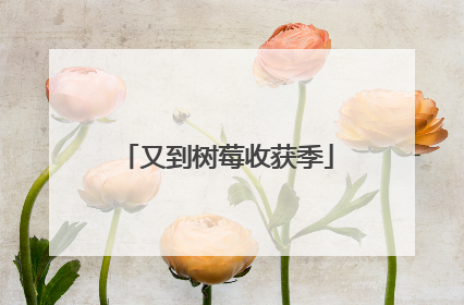 又到树莓收获季