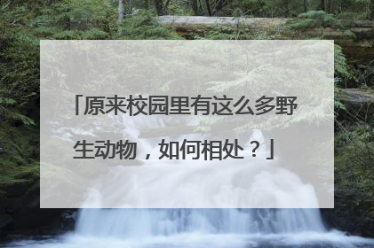 原来校园里有这么多野生动物，如何相处？