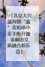 北京大兴瀛海镇“瀛”麦相承小麦丰收开镰 奏响农文旅融合新乐章