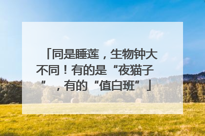 同是睡莲，生物钟大不同！有的是“夜猫子”，有的“值白班”