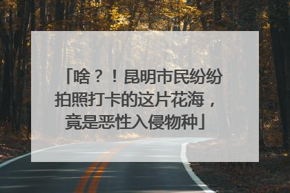 啥？！昆明市民纷纷拍照打卡的这片花海，竟是恶性入侵物种