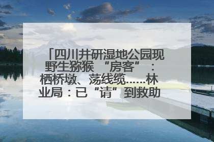 四川井研湿地公园现野生猕猴 “房客”：栖桥墩、荡线缆……林业局：已“请”到救助站，将放归自然