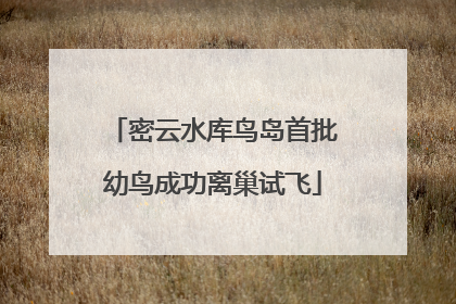 密云水库鸟岛首批幼鸟成功离巢试飞