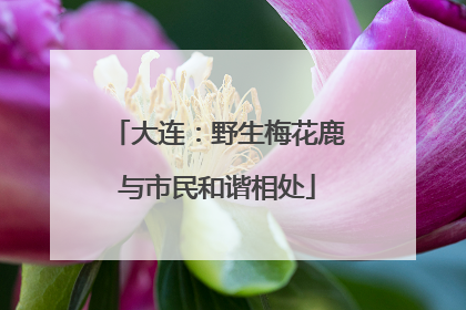 大连：野生梅花鹿与市民和谐相处