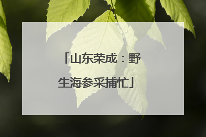 山东荣成：野生海参采捕忙