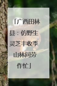 广西田林县：仿野生灵芝丰收季 山林间劳作忙