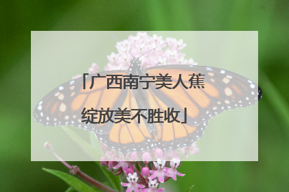 广西南宁美人蕉绽放美不胜收