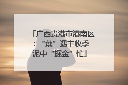 广西贵港市港南区：“藕”遇丰收季 泥中“掘金”忙