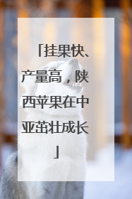 挂果快、产量高，陕西苹果在中亚茁壮成长