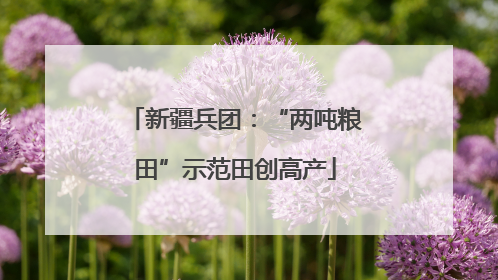 新疆兵团：“两吨粮田”示范田创高产