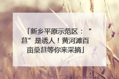 新乡平原示范区：“葚”是诱人！黄河滩百亩桑葚等你来采摘