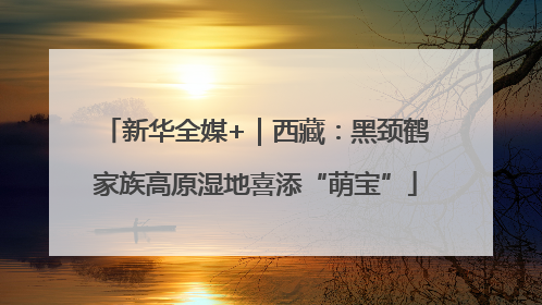 新华全媒+｜西藏：黑颈鹤家族高原湿地喜添“萌宝”