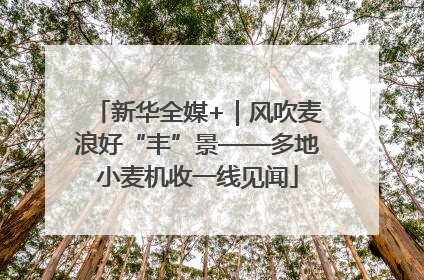 新华全媒+｜风吹麦浪好“丰”景——多地小麦机收一线见闻