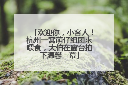欢迎你，小客人！杭州一窝萌仔组团求喂食，大伯在窗台拍下温馨一幕