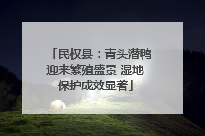 民权县：青头潜鸭迎来繁殖盛景 湿地保护成效显著