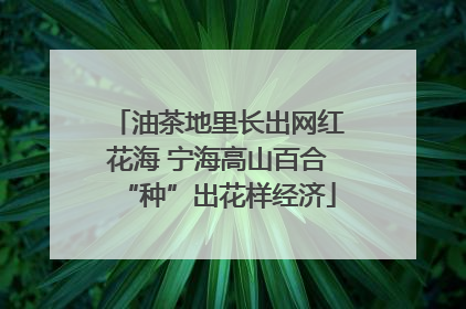 油茶地里长出网红花海 宁海高山百合“种”出花样经济