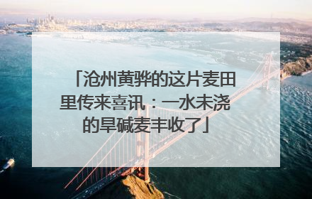 沧州黄骅的这片麦田里传来喜讯：一水未浇的旱碱麦丰收了
