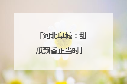 河北阜城：甜瓜飘香正当时
