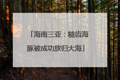 海南三亚：糙齿海豚被成功放归大海