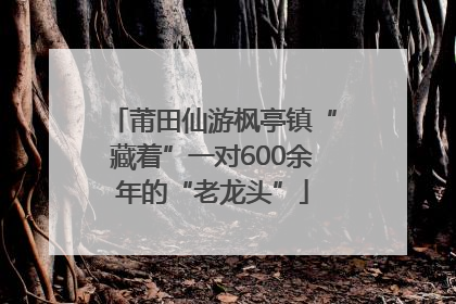 莆田仙游枫亭镇“藏着”一对600余年的“老龙头”