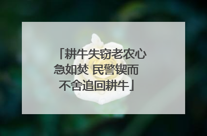 耕牛失窃老农心急如焚 民警锲而不舍追回耕牛