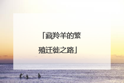 藏羚羊的繁殖迁徙之路