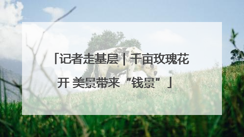 记者走基层｜千亩玫瑰花开 美景带来“钱景”