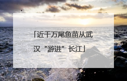 近千万尾鱼苗从武汉“游进”长江