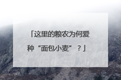 这里的粮农为何爱种“面包小麦”？