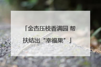 金杏压枝香满园 帮扶结出“幸福果”
