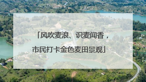 风吹麦浪、识麦闻香，市民打卡金色麦田景观