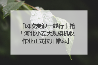 风吹麦浪一线行｜抢！河北小麦大规模机收作业正式拉开帷幕
