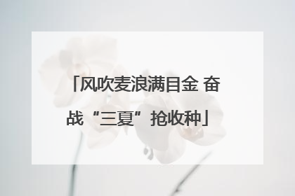 风吹麦浪满目金 奋战“三夏”抢收种